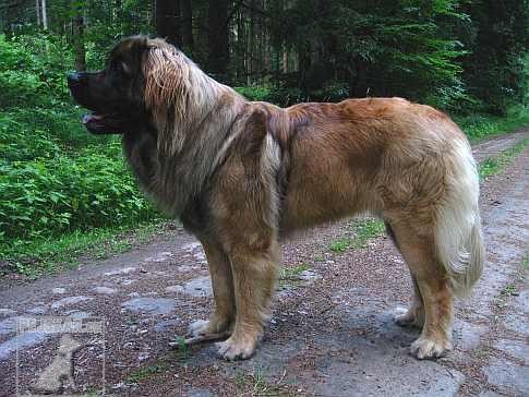 Leonberger Sedmidomky