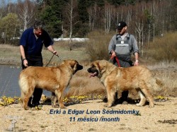 Leonberger Sedmidomky