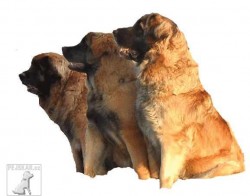 Leonberger Sedmidomky