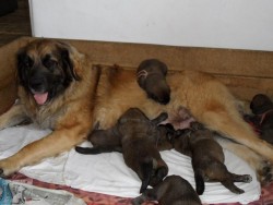Leonberger Sedmidomky