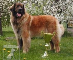 Leonberger Sedmidomky