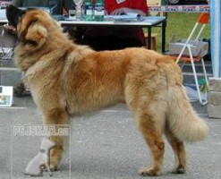 Leonberger Sedmidomky