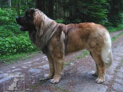 Leonberger Sedmidomky
