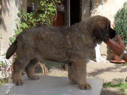 Leonberger Sedmidomky