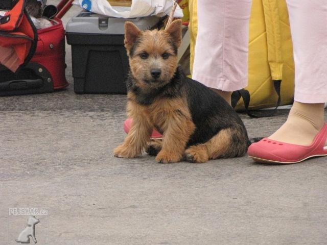 Terry-Westie-vrh C-Casper,Clariss,Crispin,Camila,štěnátka ,pět měsíců stará