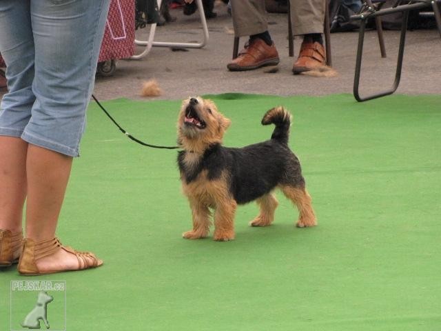 Terry-Westie-vrh C-Casper,Clariss,Crispin,Camila,štěnátka ,pět měsíců stará