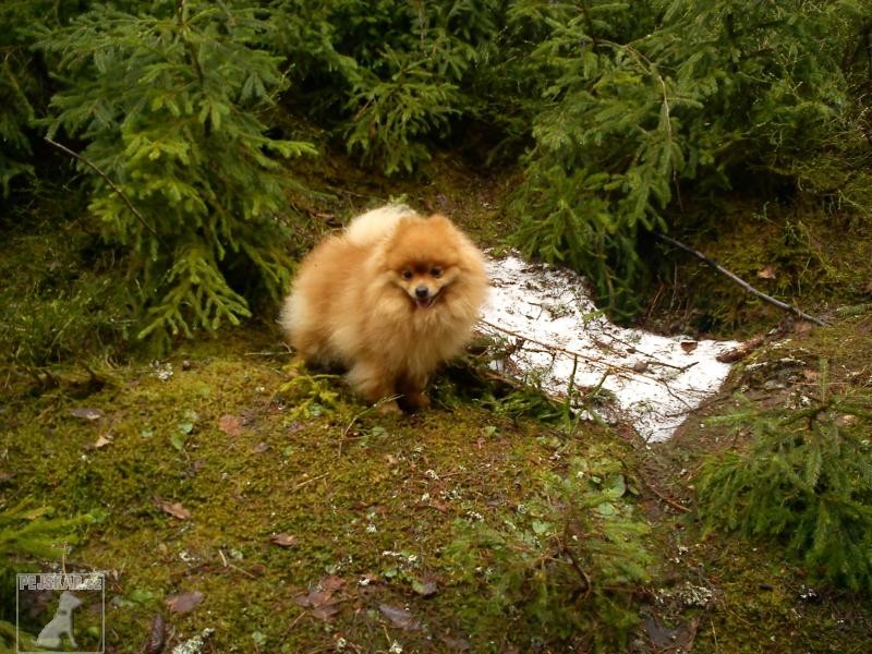 pomeranian/špic trpasličí