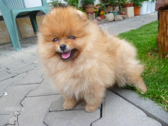 pomeranian/špic trpasličí