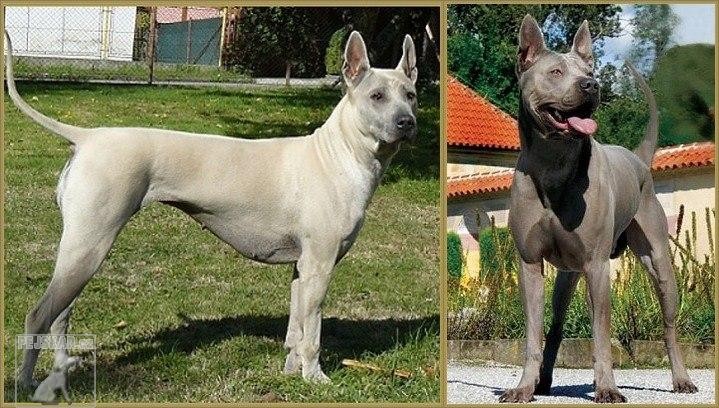 Thajský Ridgeback v chov.st. PLUMS´JEWEL