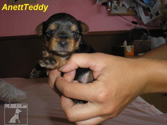 Teddy ♥