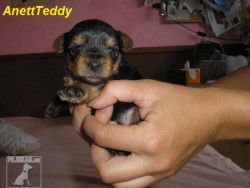 Teddy ♥