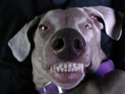 Zdravý psí úsměv potěší