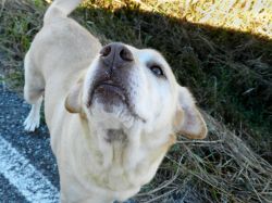 Labrador pokousal dvouletou holčičku