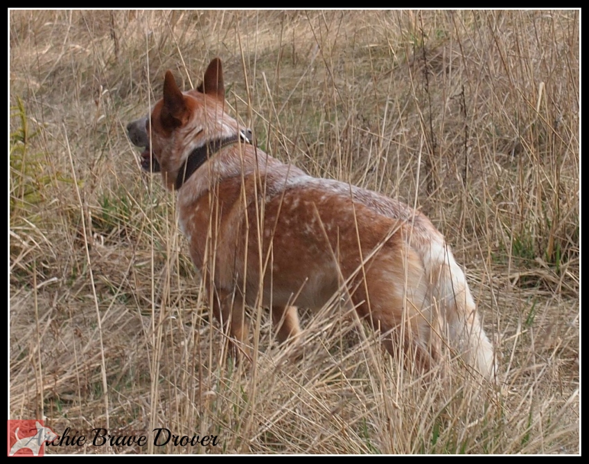 ACD