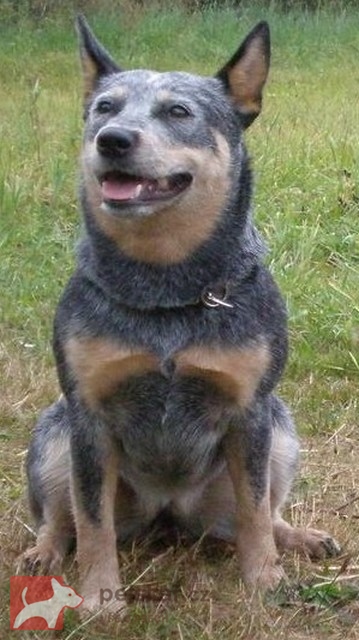 ACD