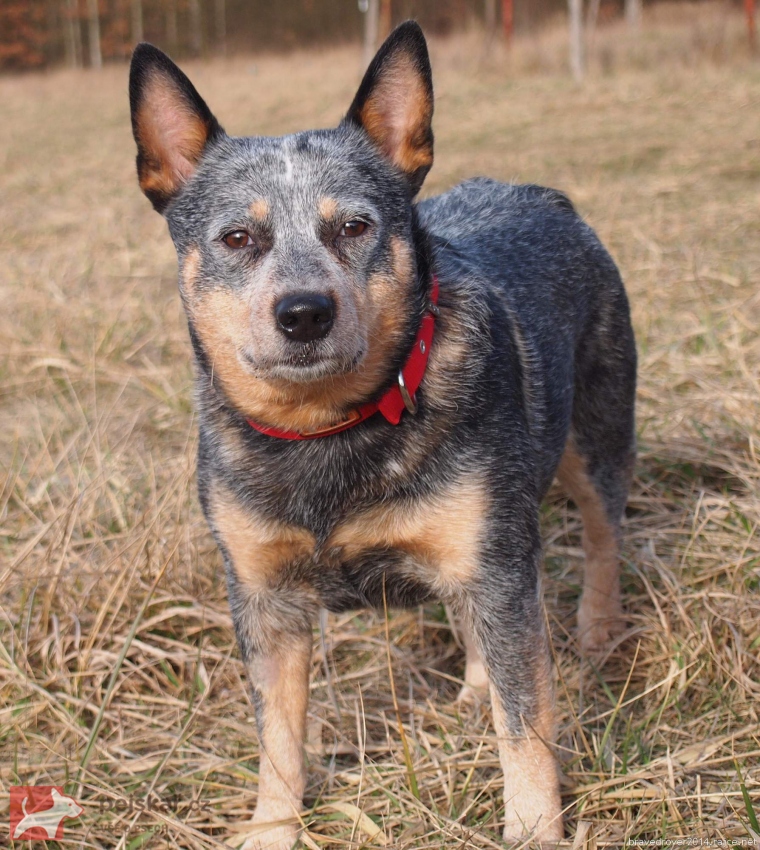 ACD