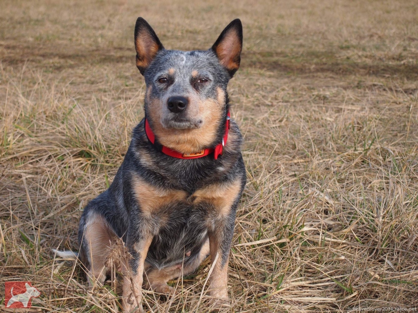 ACD