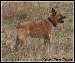 ACD