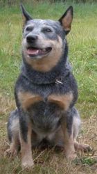 ACD