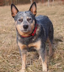 ACD