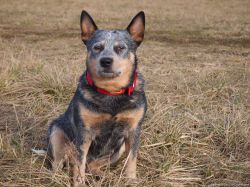 ACD