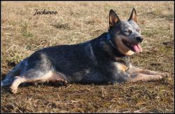 ACD