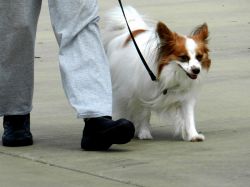 Pes na vodítku při procházce. Ilustrační foto.