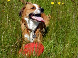 dog frisbee