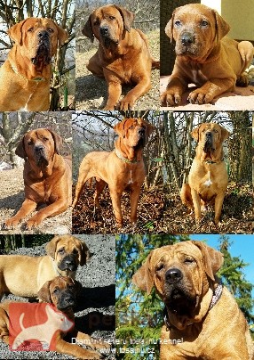 Diamant severu tosa kennel