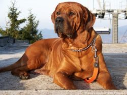 Diamant severu tosa kennel