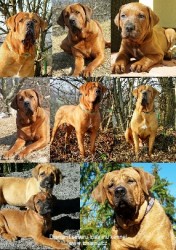 Diamant severu tosa kennel