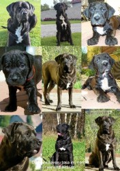 Diamant severu tosa kennel