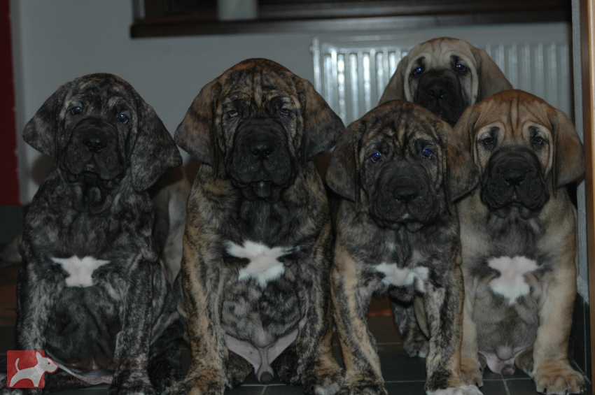 Itolas - Brazilská fila