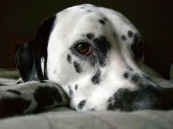 Canisterapie aneb pes je nejlepším přítelem člověka