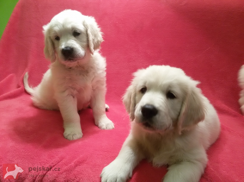 Neposlušné štěně