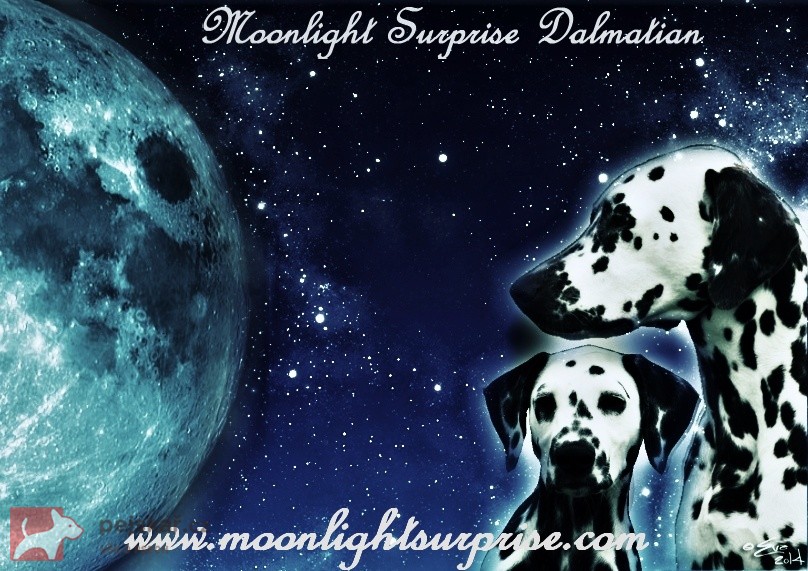 Moonlight Surprise Dalmatian
