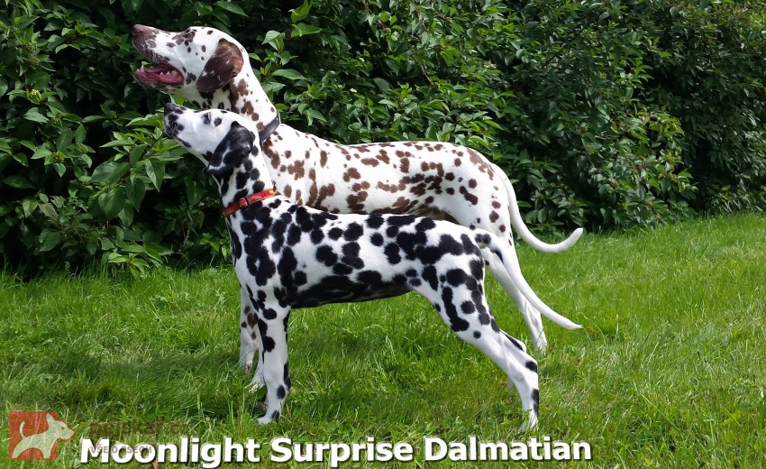 Moonlight Surprise Dalmatian