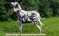 Moonlight Surprise Dalmatian