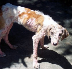 Ilustrační foto: týraný pes