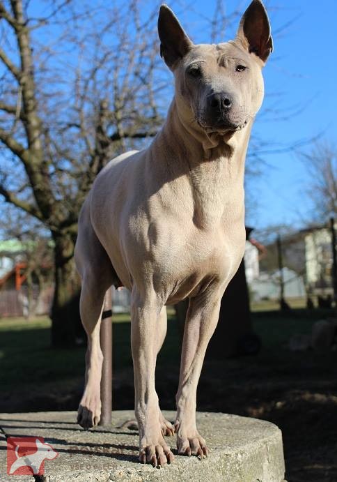 Thajský Ridgeback - chov.st. Plums´Jewel