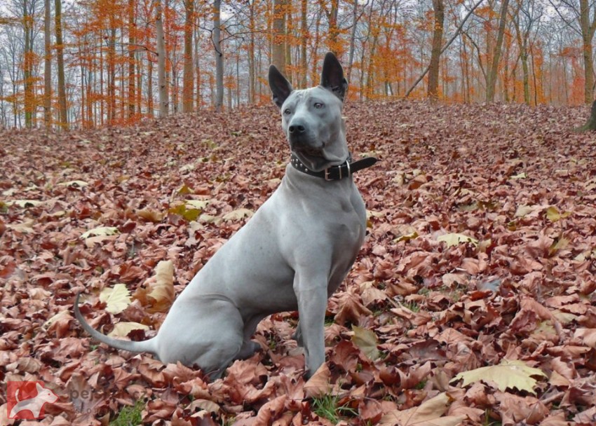 Thajský Ridgeback - chov.st. Plums´Jewel