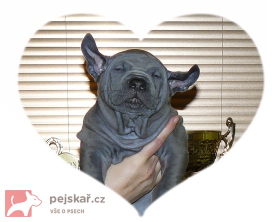 Thajský Ridgeback - chov.st. Plums´Jewel