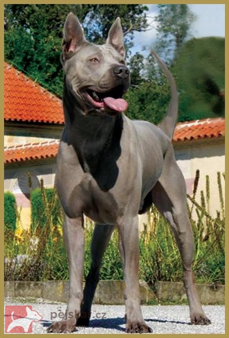 Thajský Ridgeback - chov.st. Plums´Jewel