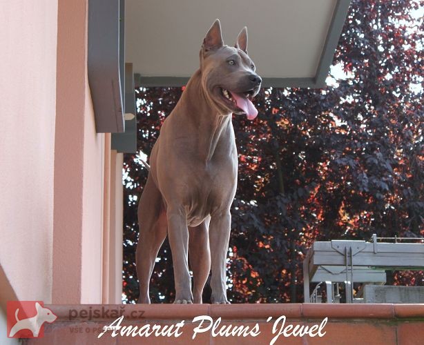 Thajský Ridgeback - chov.st. Plums´Jewel