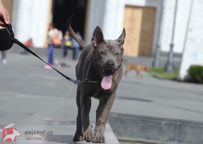 Thajský Ridgeback - chov.st. Plums´Jewel