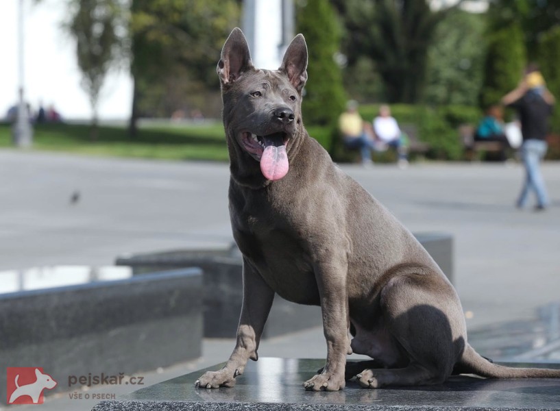 Thajský Ridgeback - chov.st. Plums´Jewel