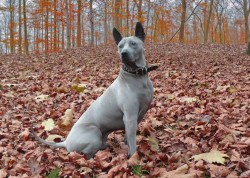 Thajský Ridgeback - chov.st. Plums´Jewel