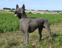 Thajský Ridgeback - chov.st. Plums´Jewel