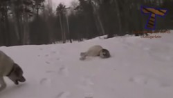 Psí radovánky ve sněhu