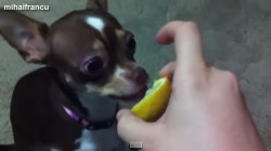 Psi ochutnávají citrón